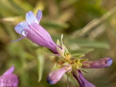 Penstemon angustifolius