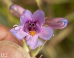 Penstemon angustifolius