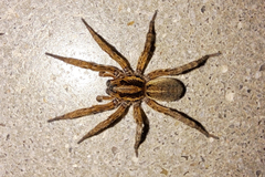 Arctosa personata