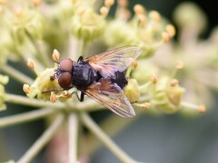 Phasia aurigera
