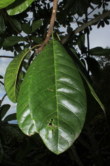 Pouteria lucuma