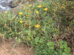 Malephora lutea