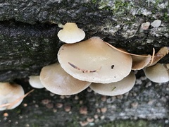 Crepidotus