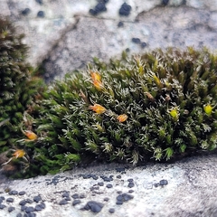 Grimmiaceae