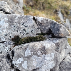 Grimmiaceae