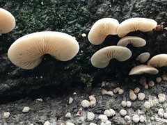 Crepidotus