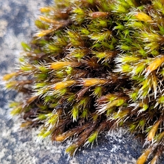 Grimmiaceae