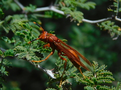 Polistes canadensis