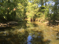 Ranunculus aquatilis