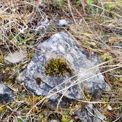 Grimmiaceae