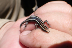 Cryptoblepharus pulcher