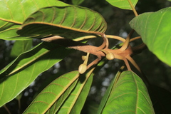 Pouteria lucuma