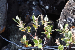 Salix glauca