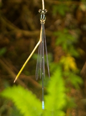 Caconeura