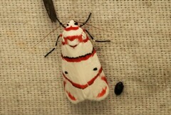 Cyana perornata