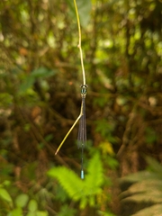 Caconeura