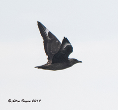 Stercorarius skua