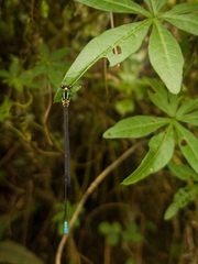 Caconeura
