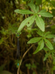 Caconeura