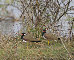 Vanellus indicus