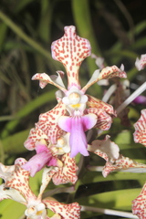 Vanda tricolor suavis