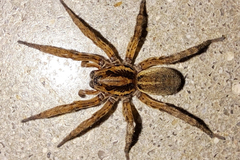Arctosa personata