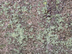 Phaeophyscia adiastola