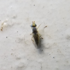 Meromyza