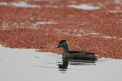 Nettapus coromandelianus