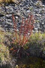 Rumex arcticus