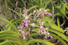 Vanda tricolor suavis