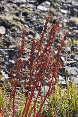 Rumex arcticus