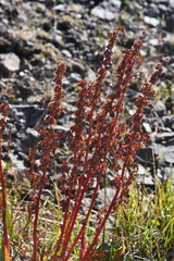 Rumex arcticus
