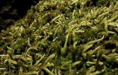 Entodon cladorrhizans