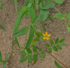 Kallstroemia parviflora