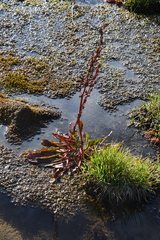 Rumex arcticus