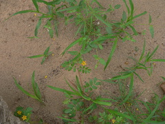 Kallstroemia parviflora