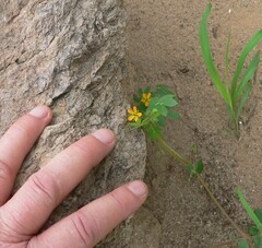 Kallstroemia parviflora
