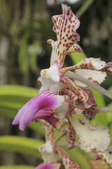 Vanda tricolor suavis