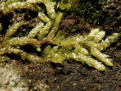 Entodon cladorrhizans