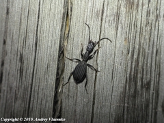 Netrodera formicaria formicaria