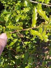 Quercus vaseyana