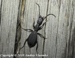 Netrodera formicaria formicaria