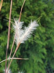 Andropogon ternarius