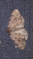 Triphosa dubitata