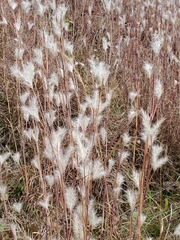 Andropogon ternarius