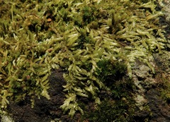 Entodon cladorrhizans