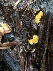Agaricomycotina