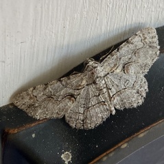 Iridopsis defectaria