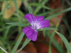 Agrostemma githago